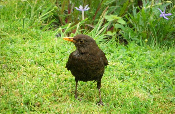 Amsel