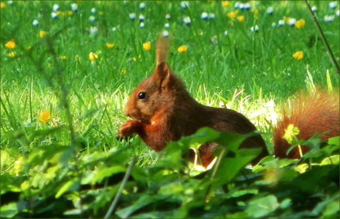 Eichhörnchen