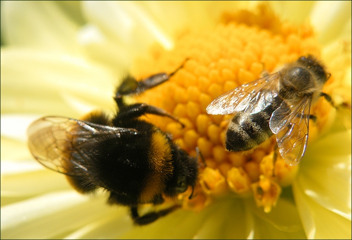 Biene und Hummel
