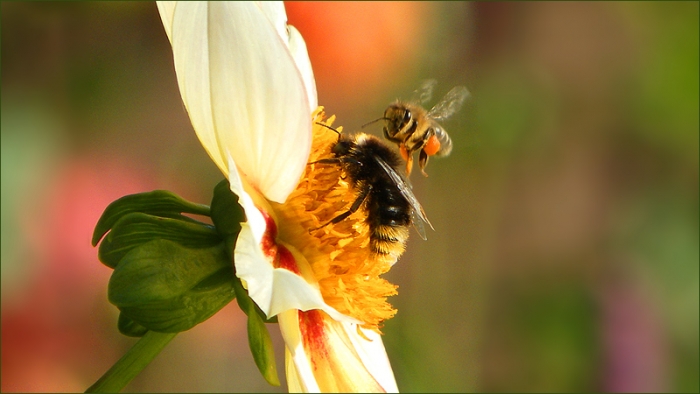 Dahlie mit Hummel und Biene