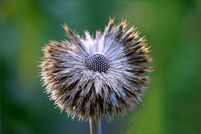 Vertrocknete Kugeldistel