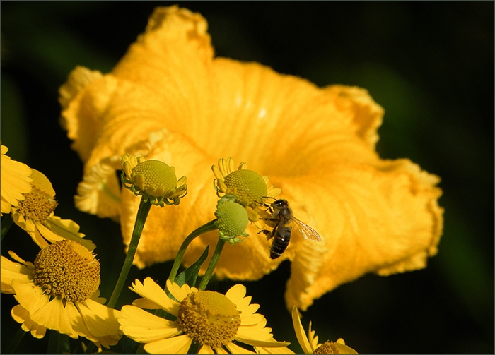 Gelbe Blüten und Biene