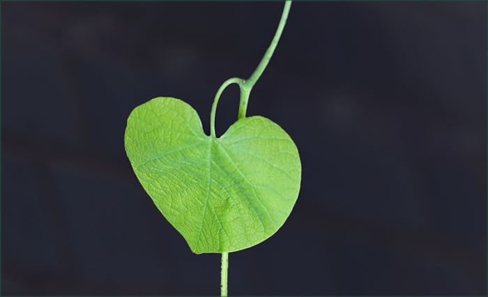 Grünes Herzblatt