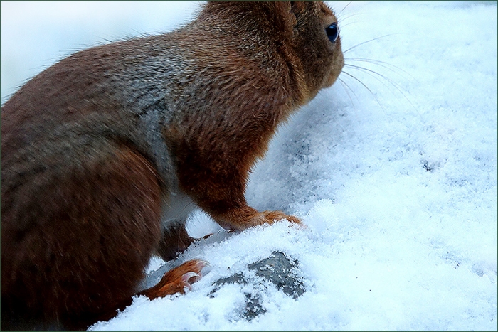 Eichhörnchen im Schnee