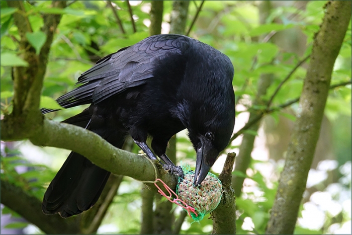 Rabe am Meisenknödel