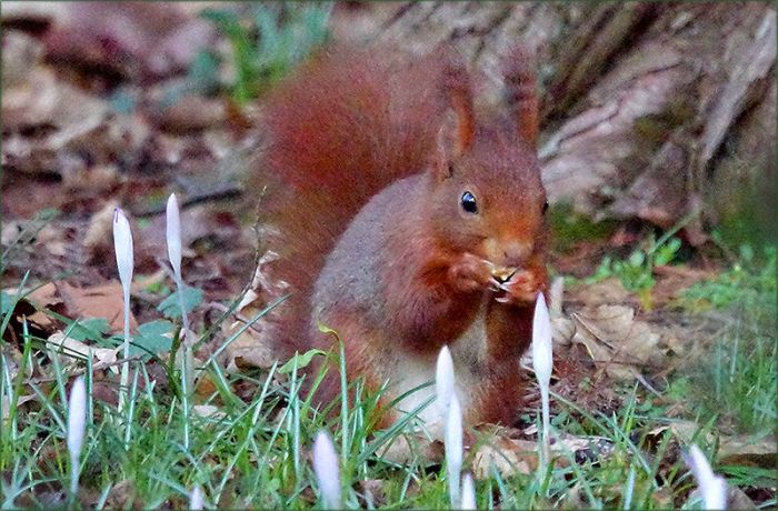 Eichhörnchen und Krokusse