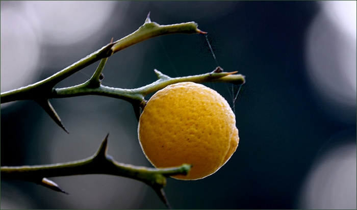 Pomeranze im Oktober