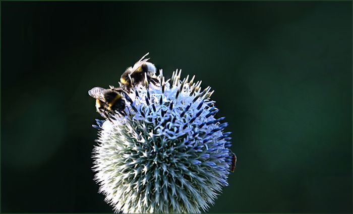 Kugeldistel und 2 Hummeln