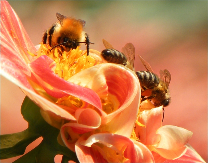 Hummel und zwei Bienen