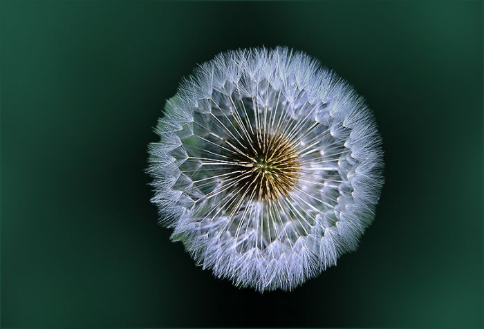 Pusteblume