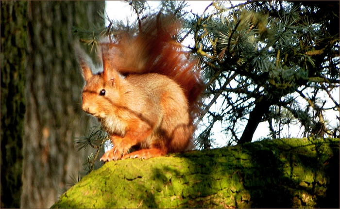 Eichhörnchen