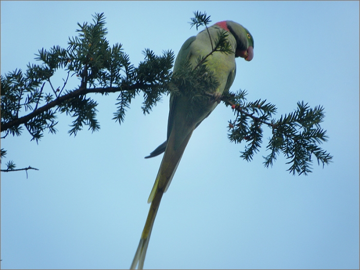Papagei auf einem Eibenzweig