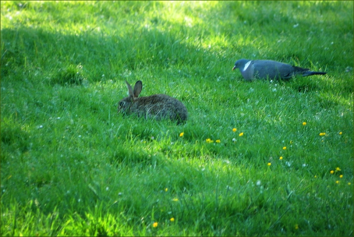 Taube und Wildkaninchen