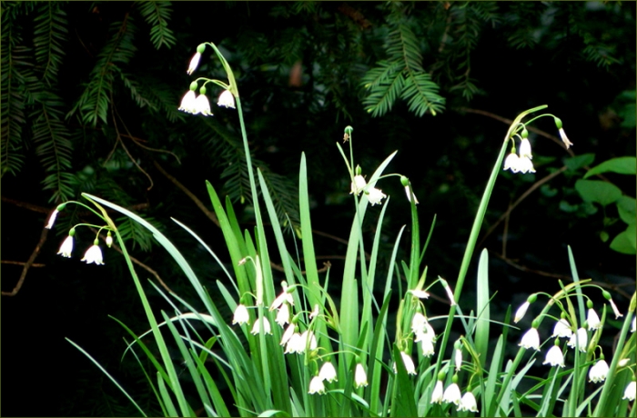 Märzglöckchen am Waldrand