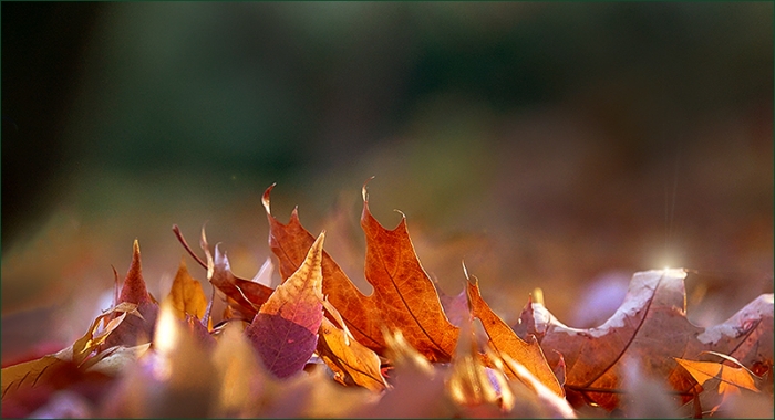Herbstlaub