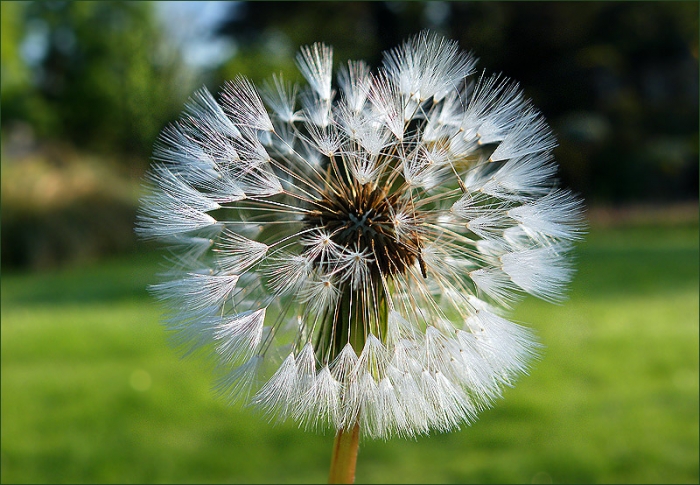 Flugschirmchen des Löwenzahns