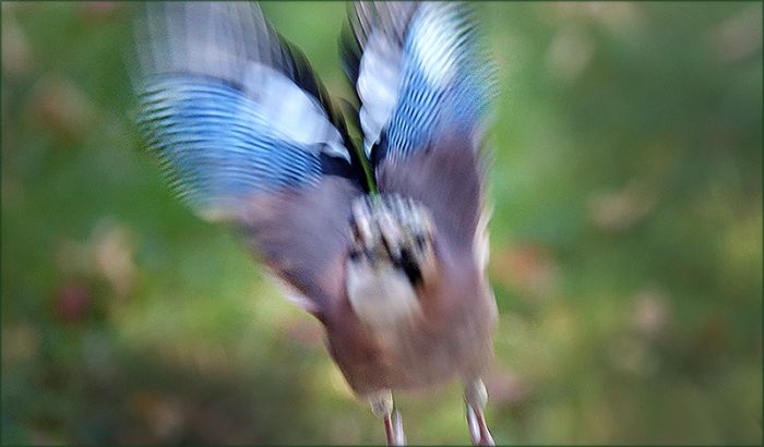 Eichelhäher im Flug