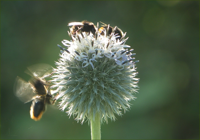 Zusammenstoss im Flug