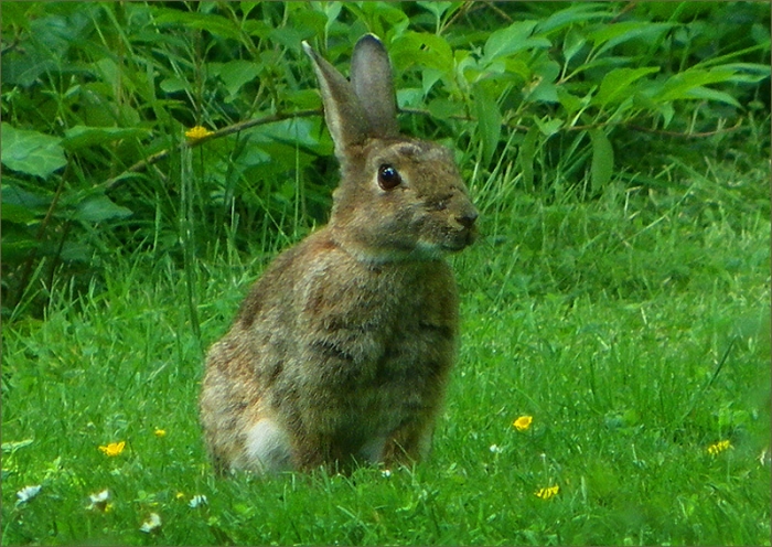 Wildkaninchen