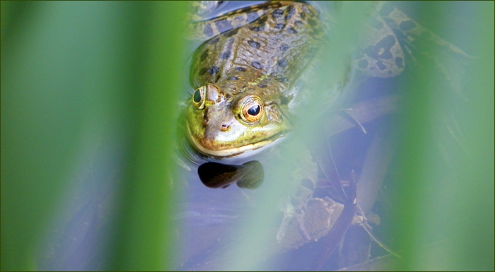 Wasserfrosch