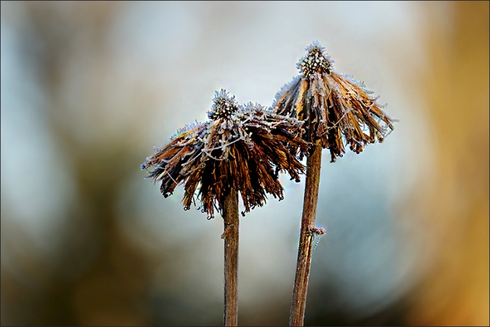 Vertrocknete Blüten mit Raureif