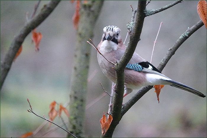 Eichelhäher im Morgennebel