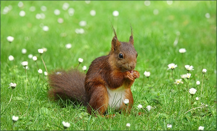 Eichhörnchen zwischen Gänseblümchen
