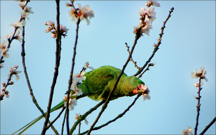 Papagei futtert Baumblüten