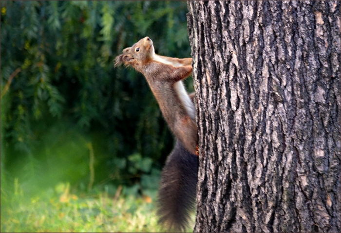 Eichhörnchen am Baumstamm