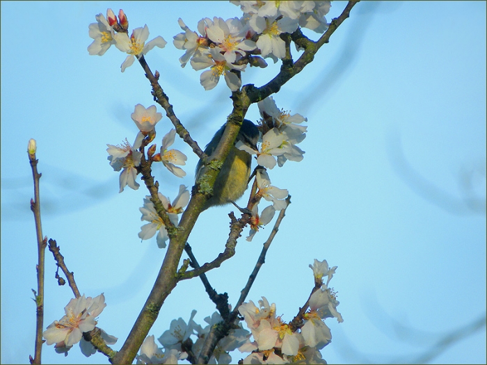 Mandelbaumblüten und eine Meise
