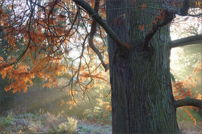 Morgennebel am Waldrand