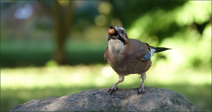 Eichelhäher mit einer Nuss im Schnabel