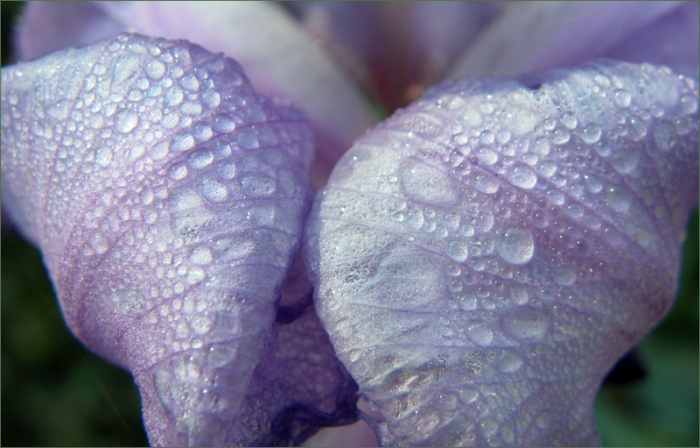 Iris mit Regentropfen