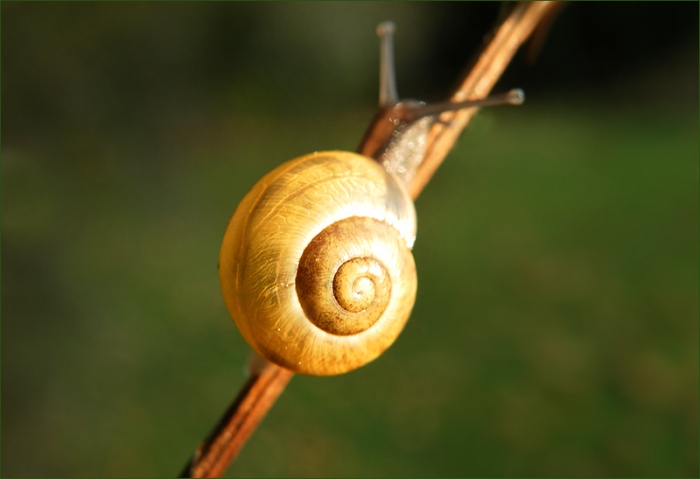 Schnecke