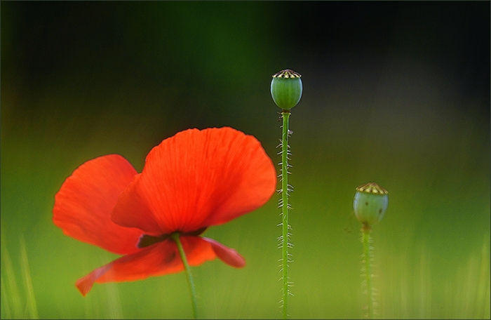 Mohn