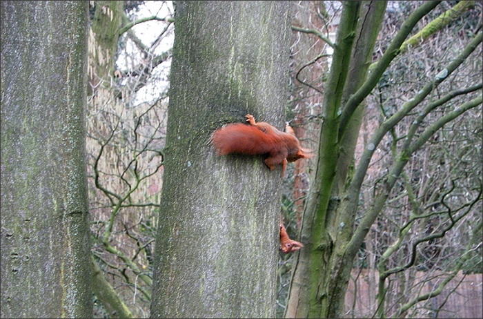 Zwei Eichhörnchen am Baumstamm