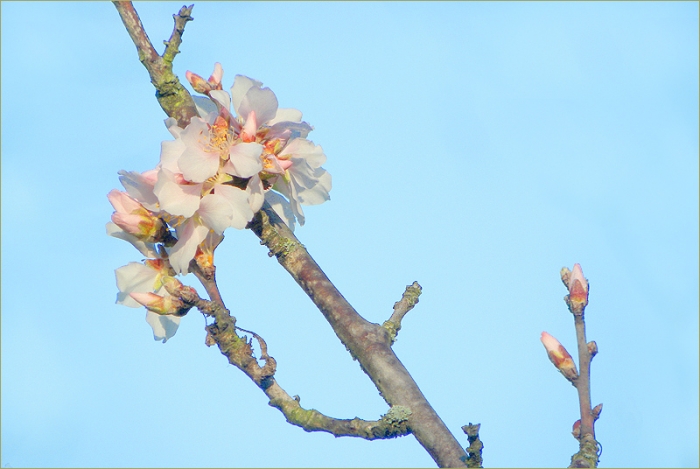 Mandelbaumblüten
