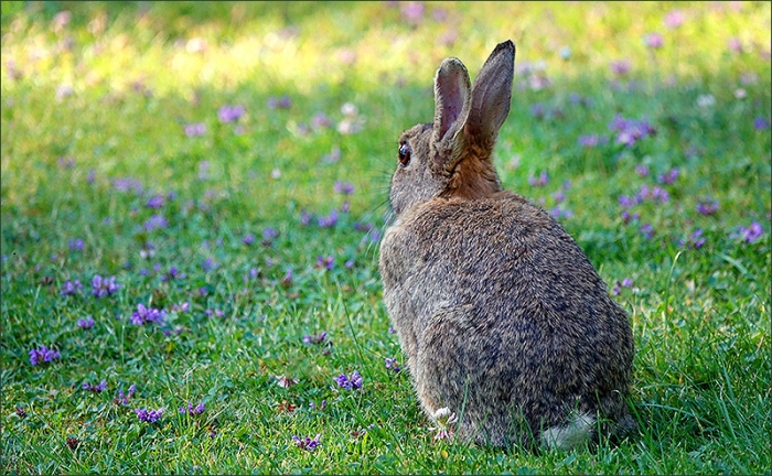 Wildkaninchen