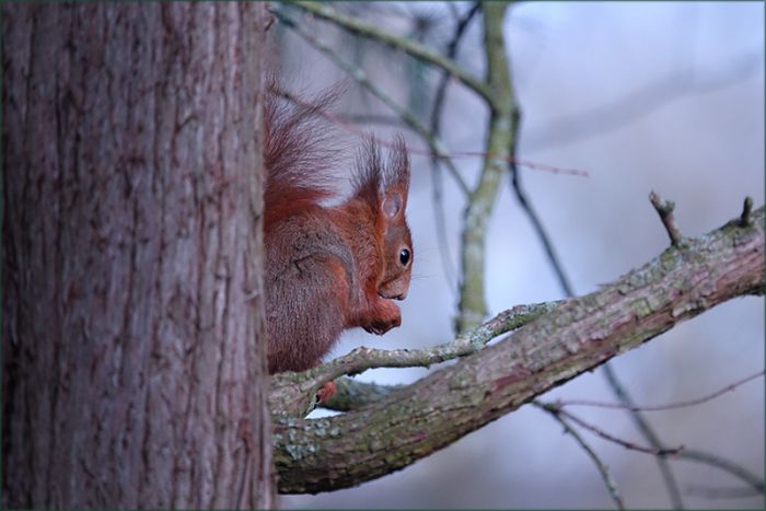 Eichhörnchen im Morgennebel