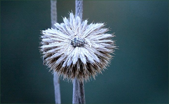 Raureif auf einer vertrockneten Kugeldistel