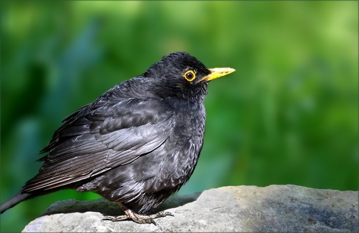 Amsel