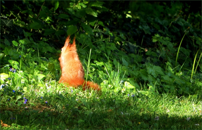 Eichhörnchen in der Sonne
