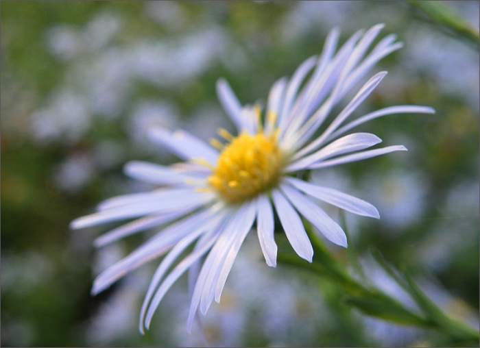 Asternart im November