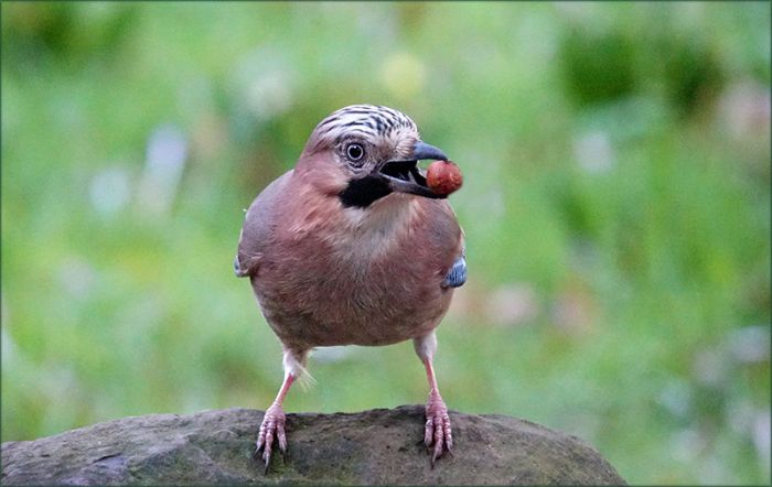 Der Eichelhaeher und die Haselnuss