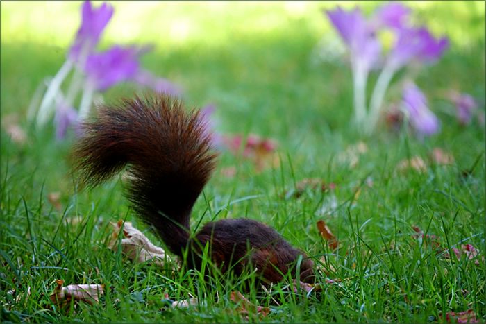 Eichhörnchen sucht etwas