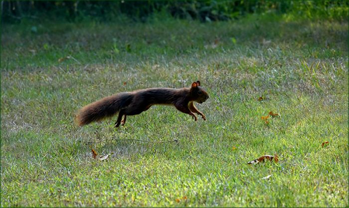 Springendes Eichhörnchen