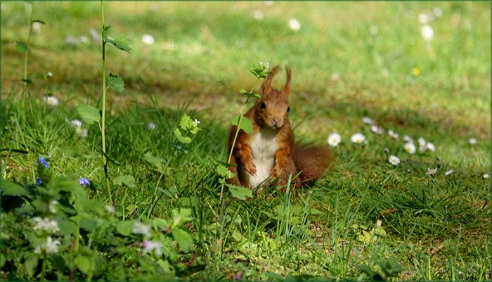 Eichhörnchen