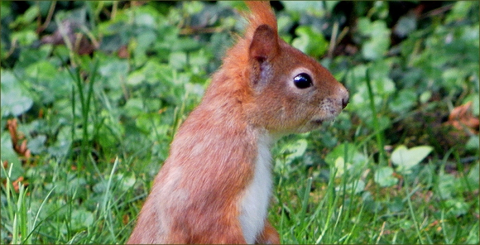 Eichhörnchen