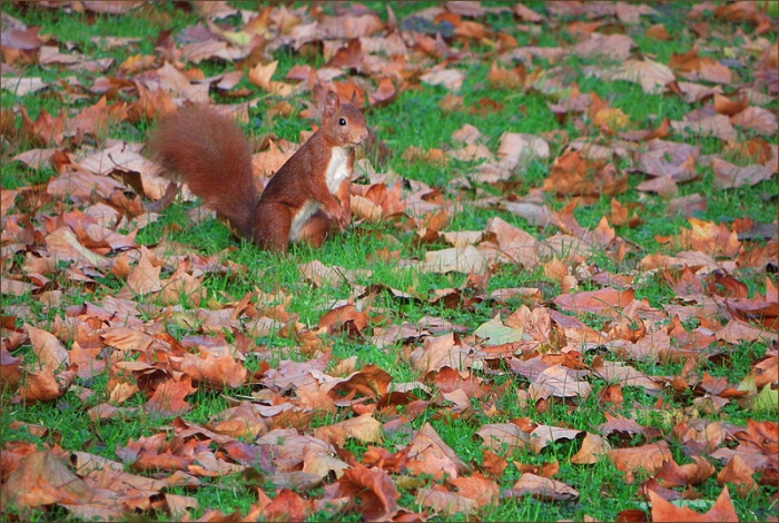 Eichhörnchen im Oktoberlaub