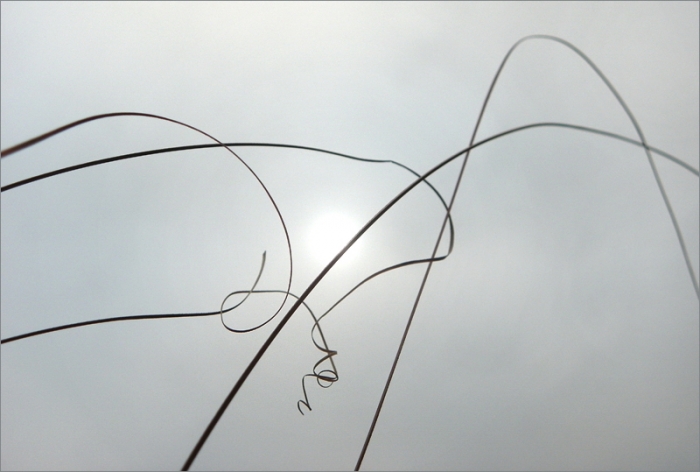 Gräser im Dezembernebel